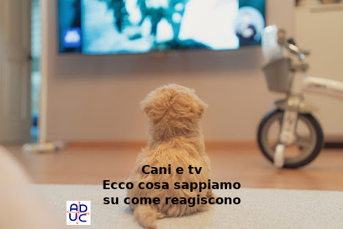 Peluche Per Cane Con Ansia Da Separazione